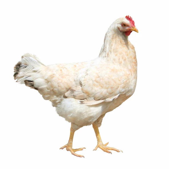chicken_iStockphoto_93077566 chicken
