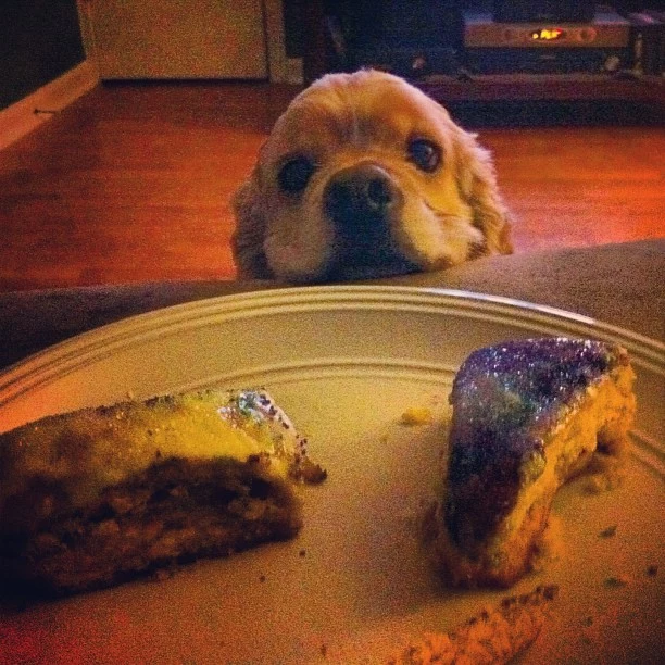 kingcake and dog kingcake and dog