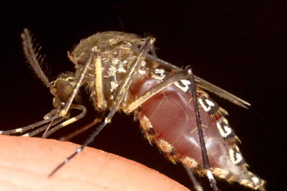 Close-Up Of Mosquitoes