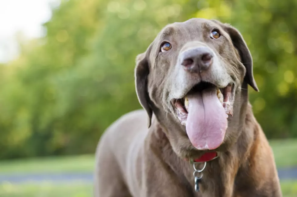 Saturday is ‘Dog Day’ at Rhino Coffee in Shreveport