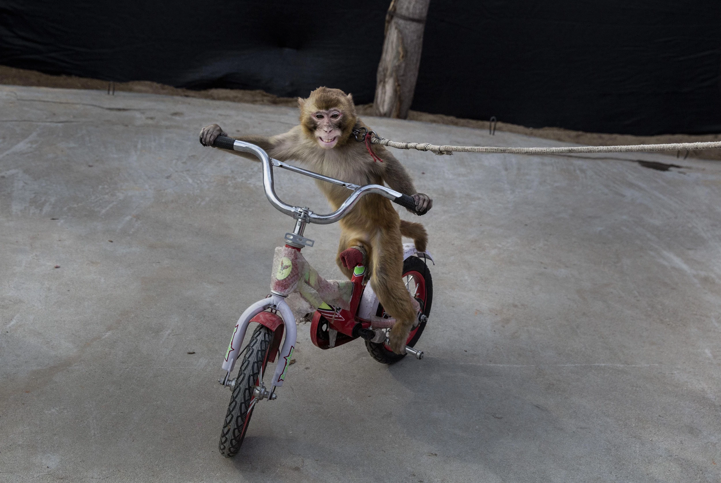 Tax Refund Alert: Don’t Buy a Monkey Online