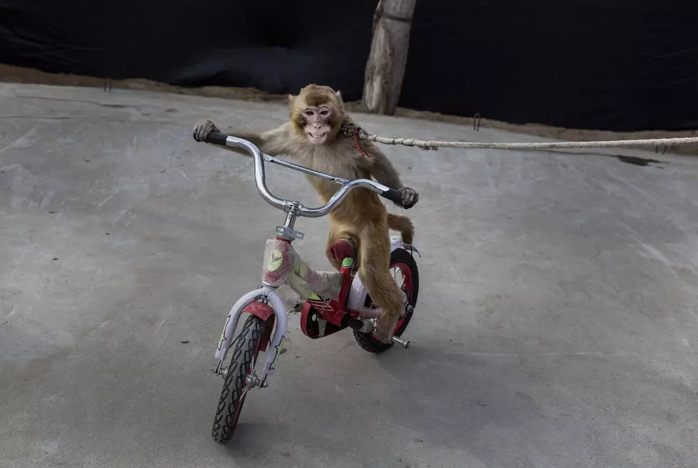 Tax Refund Alert: Don’t Buy a Monkey Online