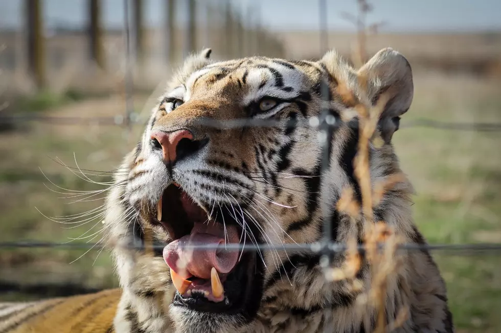 Surviving Joe Exotic Sneak Peek VIDEO