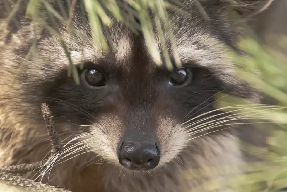 Man Burns Down His Trailer Trying to Get Rid of Raccoons