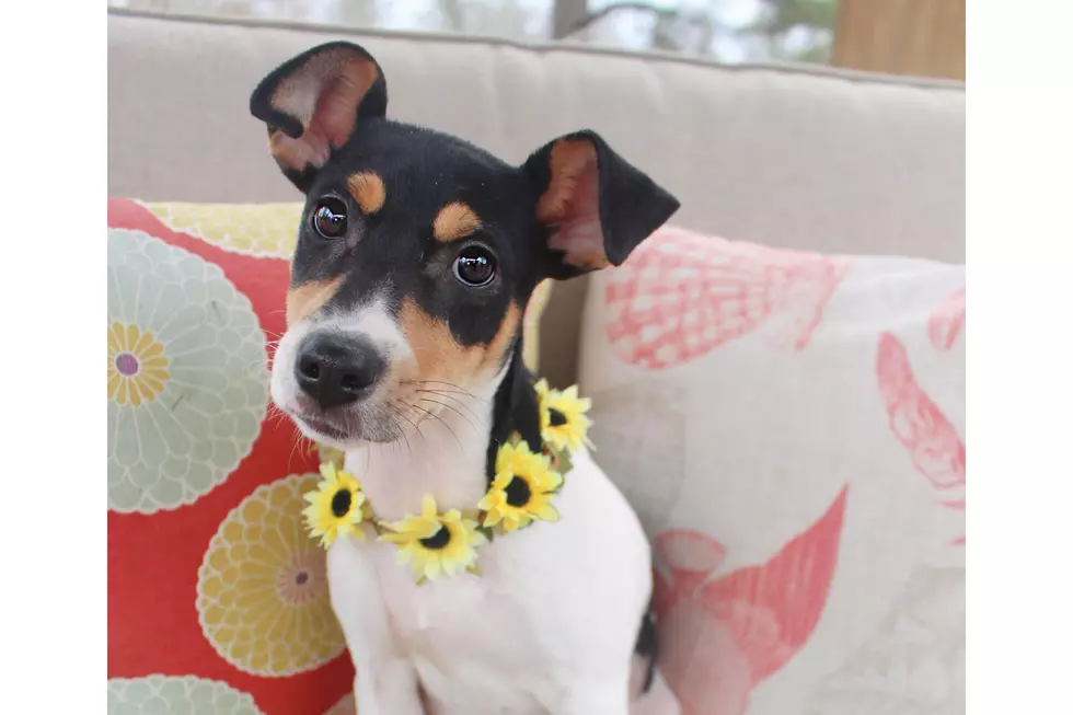 Olive Her Friends: Meet Brioche