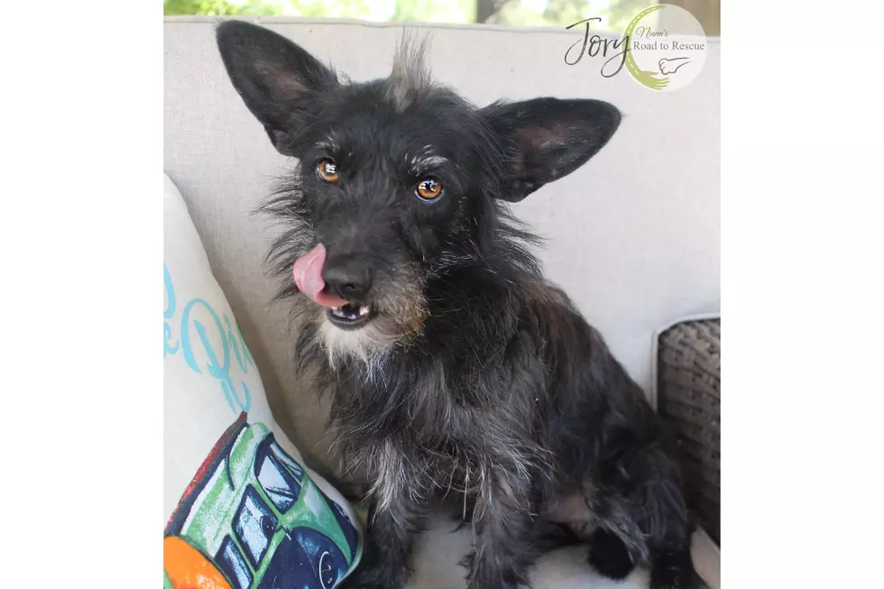 Olive Her Friends: Meet Jory