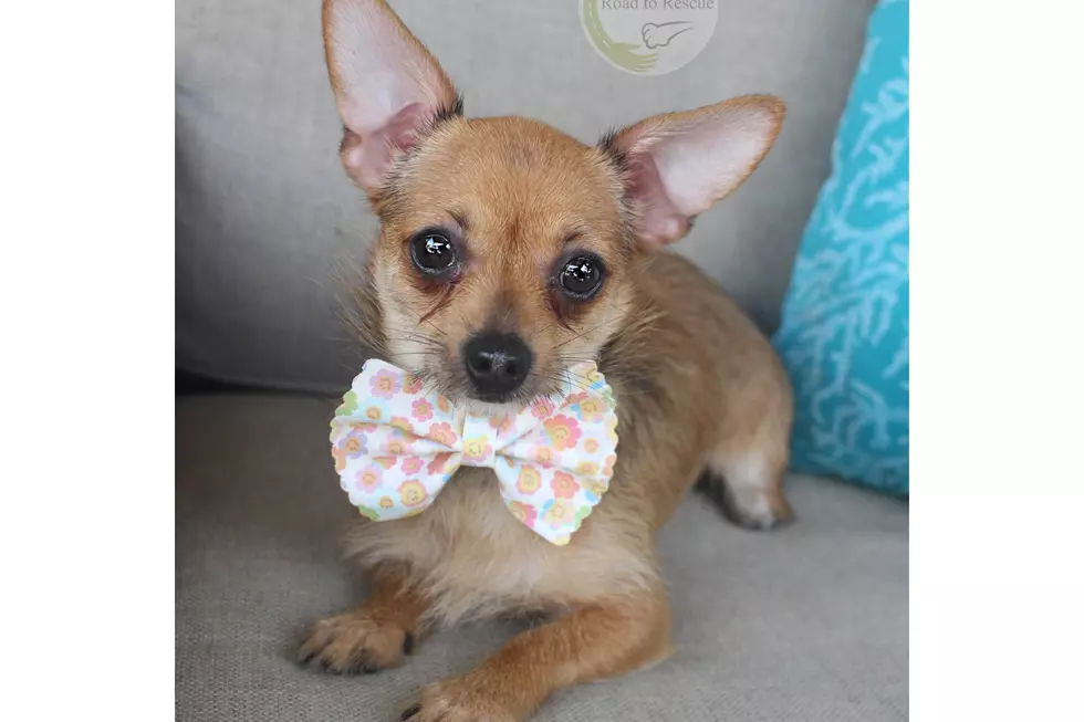 This Cute Timid Bossier Puppy Needs a New Loving Home