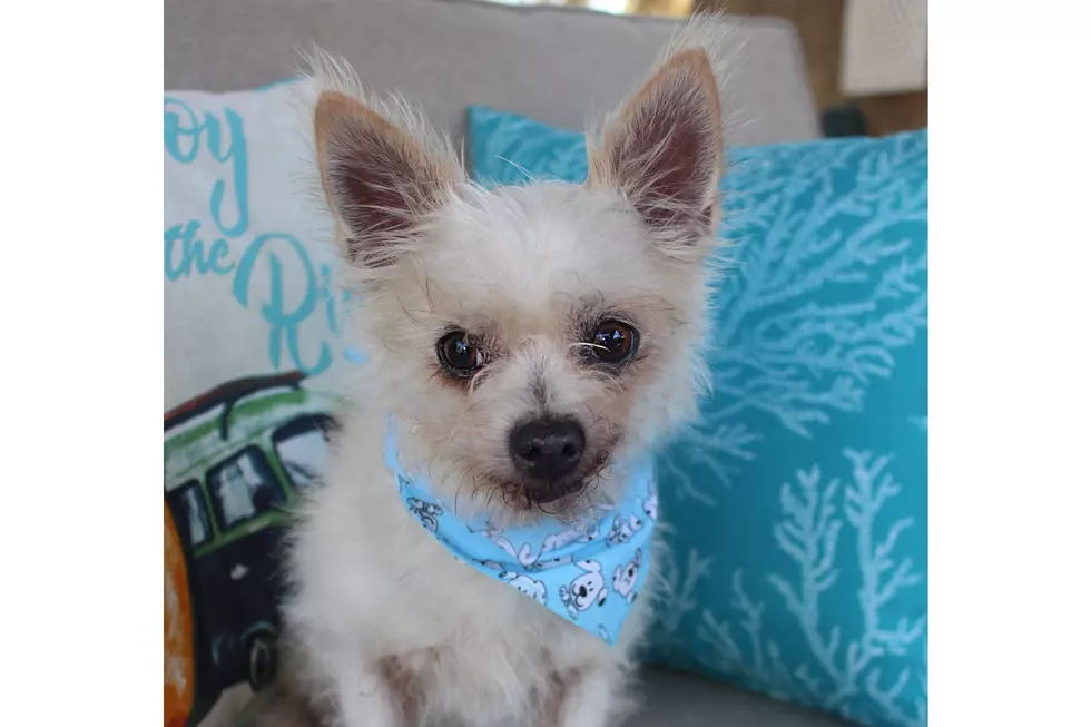 Why Does This Adoptable Dog Look Like He Missed a Work Deadline?