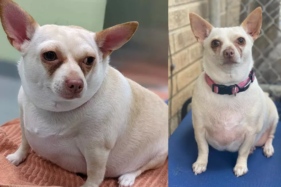 Shreveport’s Favorite Fat Dog Losing It For a New Home