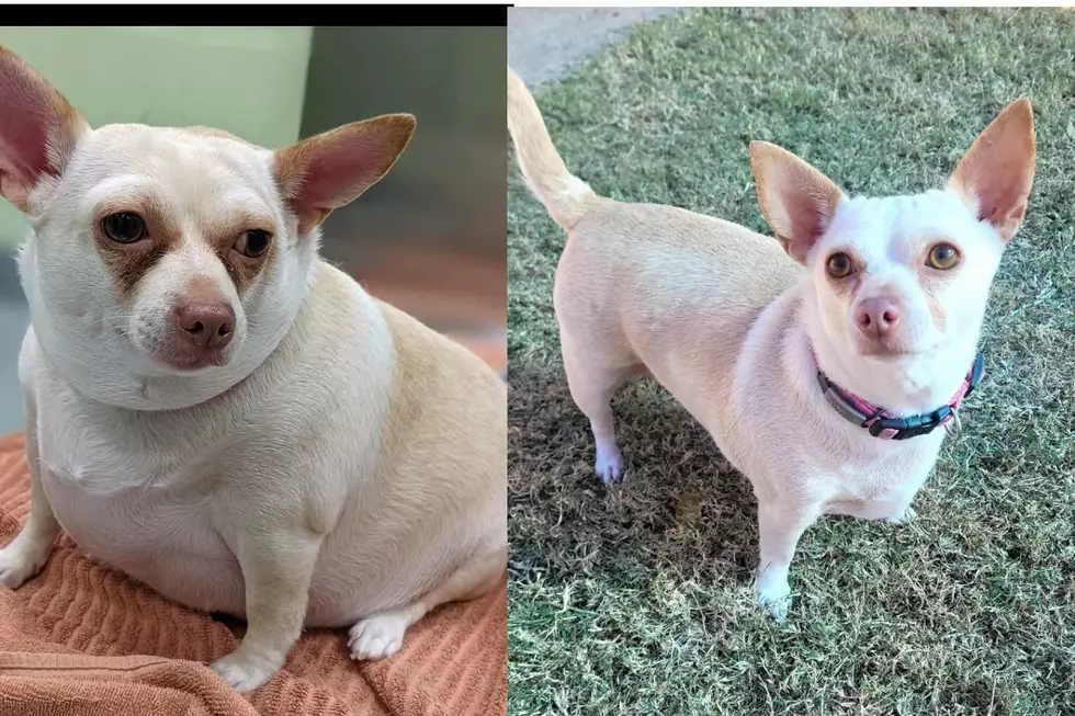 Shreveport’s Fat to Fit Dog Looking for Home Is Officially Famous