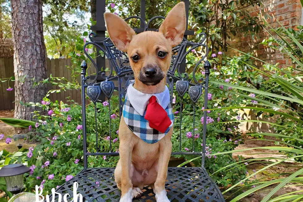 This Chihuahua Pup Needing a Home Is a Gentleman and a Scholar