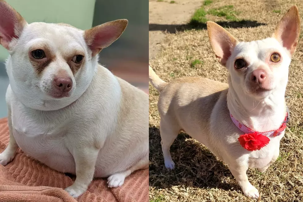Shreveport’s Favorite Fat-to-Fit Dog Now Taking Adoption Apps