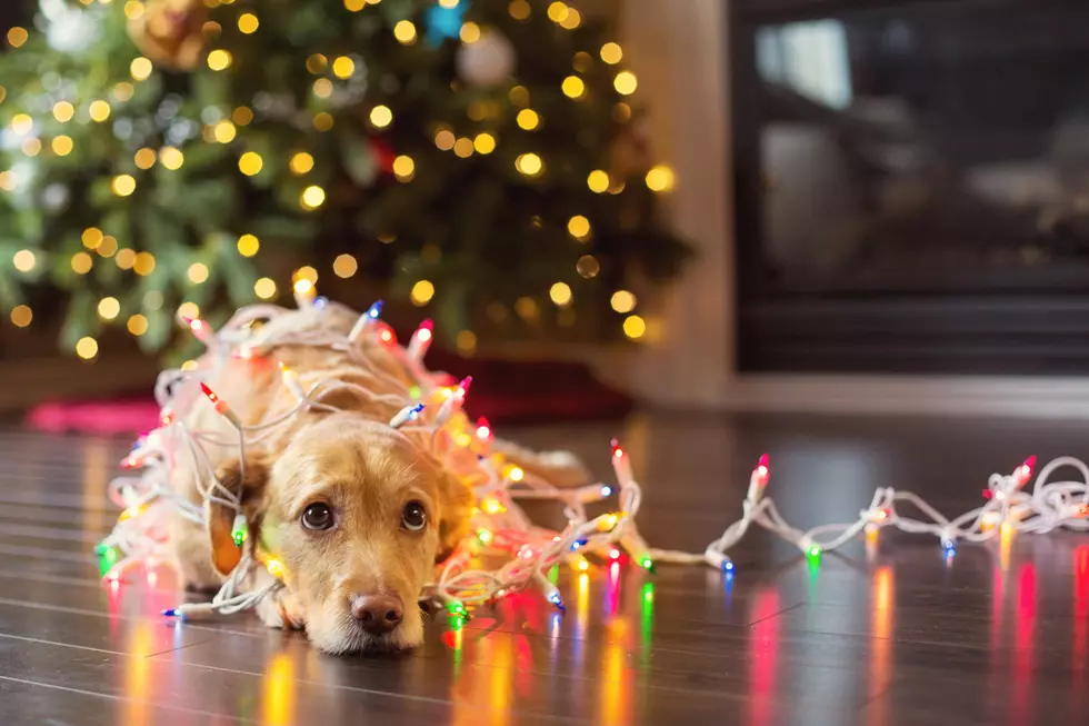 Play ‘Grinch’ Bingo to Help Local Fuzzy Puppies and Cute Kitties