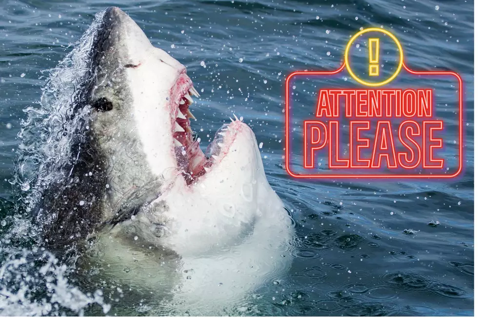 Beware of Sharks If You’re Going to the Beach this Summer