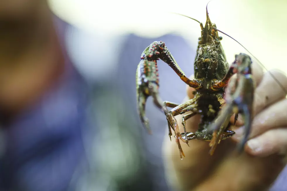 Next Year’s Crawfish Season May Be in Peril