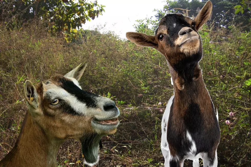 How Goats Have Found Jobs in Northwest Louisiana