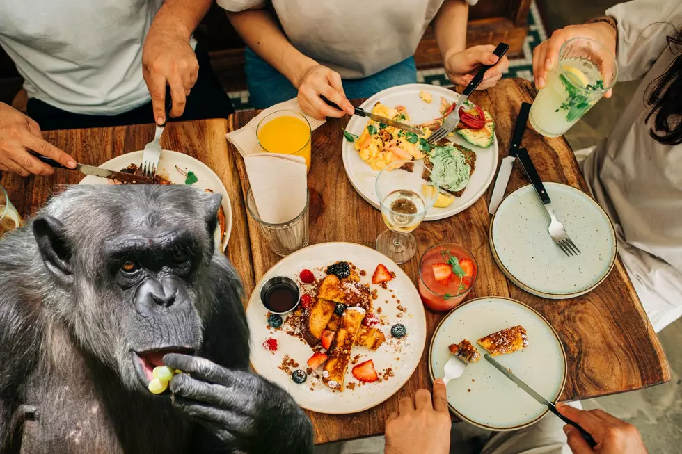 Louisiana Has a Once-in-a-Lifetime Chance To ‘Brunch in the Wild’ at Chimp Haven