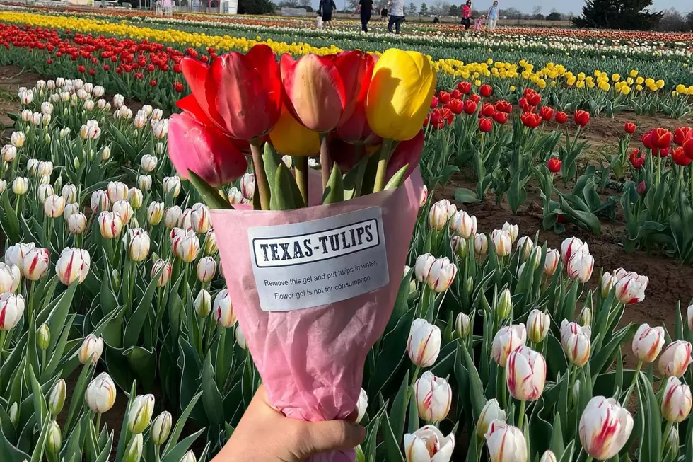 Pick Your Own Tulips at This Stunning Texas Flower Farm