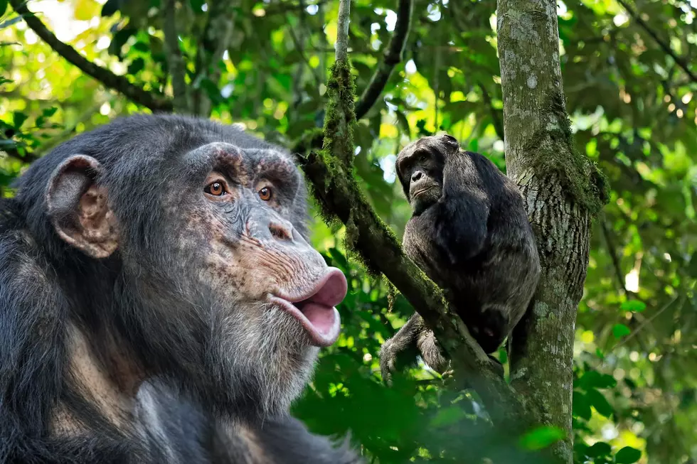 Chimp Haven Opens Its Doors! What You Need to Know for Fall 2025 Discovery Day