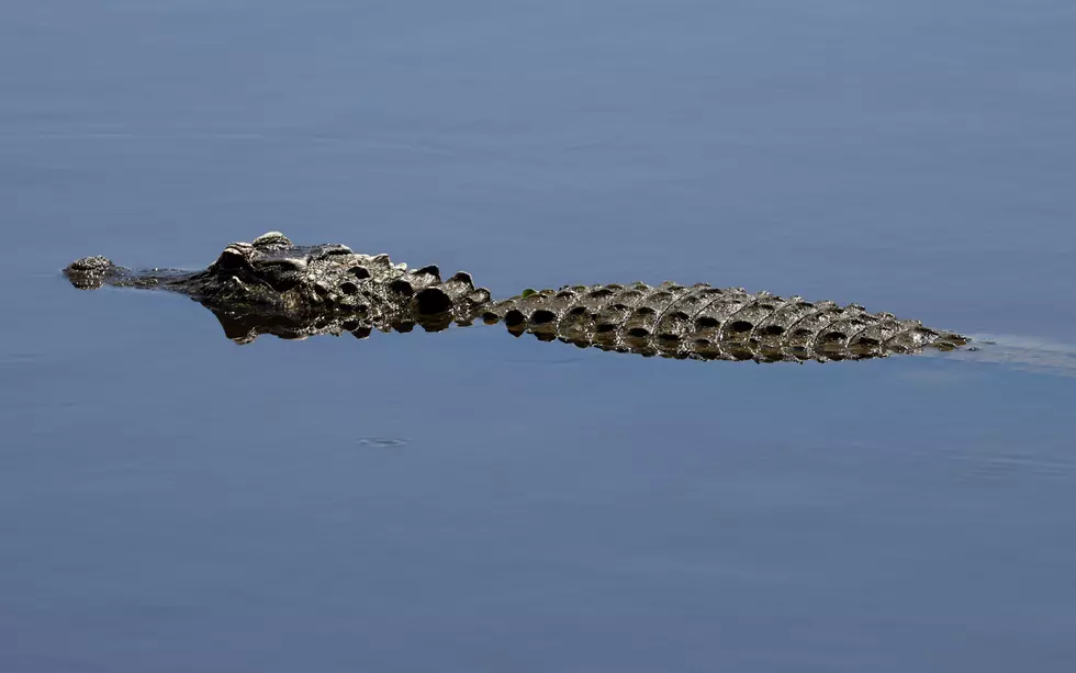 Where To Find Louisiana’s Massive Alligator Hotspots