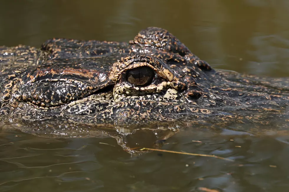 Louisiana Man Flees Police Only To Face An Alligator