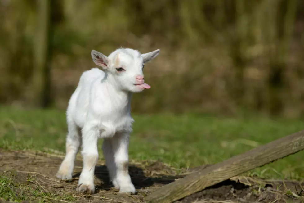 Cute Goat Allegedly Gets ‘Arrested’ For Not Wearing COVID Mask