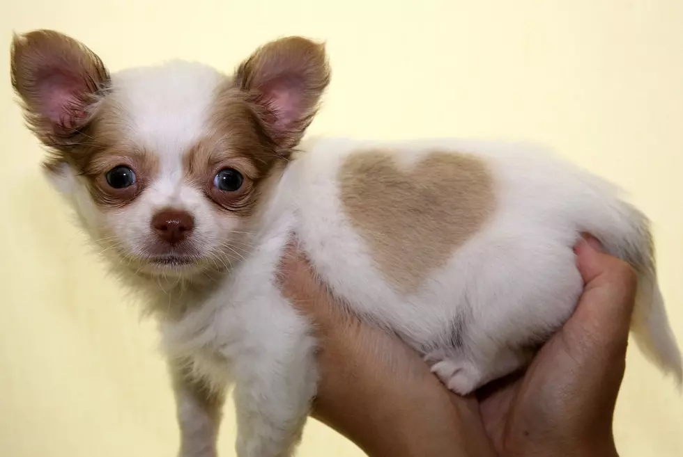 Valentine’s Day Gifts for Your Four Legged Friends