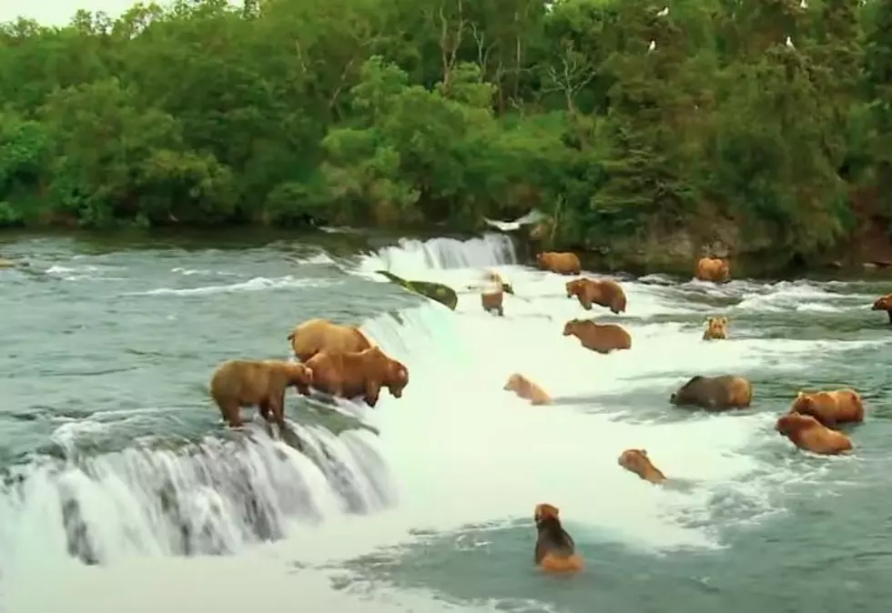 Can’t Travel? These 10 Live Webcams Are Just What You Need